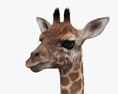Bébé girafe Modèle 3d