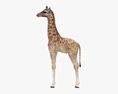 Filhote de girafa Modelo 3d