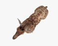 长颈鹿幼崽 3D模型