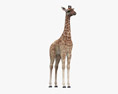 Дитинча жирафа 3D модель