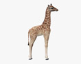 长颈鹿幼崽 3D模型
