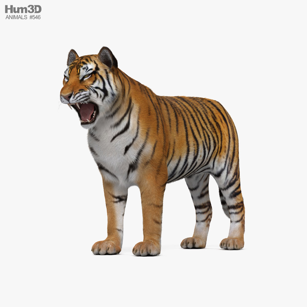 Tiger Roaring 3D model