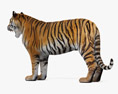 Tiger Roaring Modello 3D