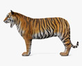 Tiger Roaring 3D模型