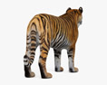 Tiger Roaring 3d model
