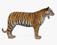 Tiger Roaring 3d model