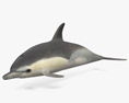 Дельфін білобокий 3D модель
