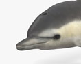 참돌고래 3D 모델 