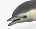 真海豚 3D模型