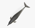 Delfino comune Modello 3D
