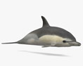 Delfín común oceánico Modelo 3D