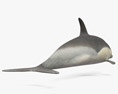 Common Dolphin 3d model