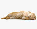 Cat Lying on Back Modèle 3d