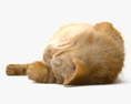 Cat Lying on Back 3D модель