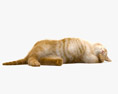 Cat Lying on Back 3D 모델 