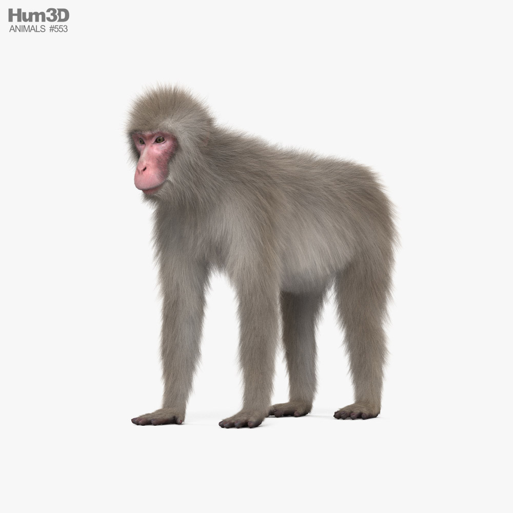 일본원숭이 3D 모델 
