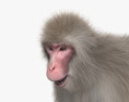 Macaque japonais Modèle 3d