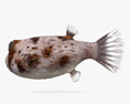 Рыба фугу 3D модель