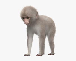 Bebé de macaco japonés Modelo 3D