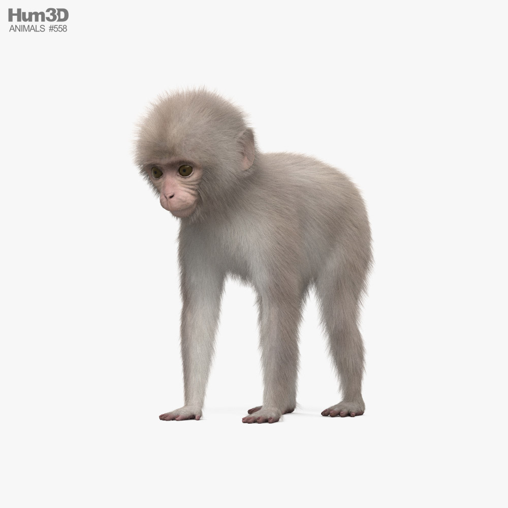 Bebé macaco japonês Modelo 3d