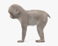 Japanese Macaque Baby 3d model