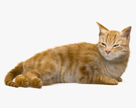 横たわる猫 3Dモデル