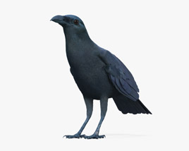 Crow 3D model