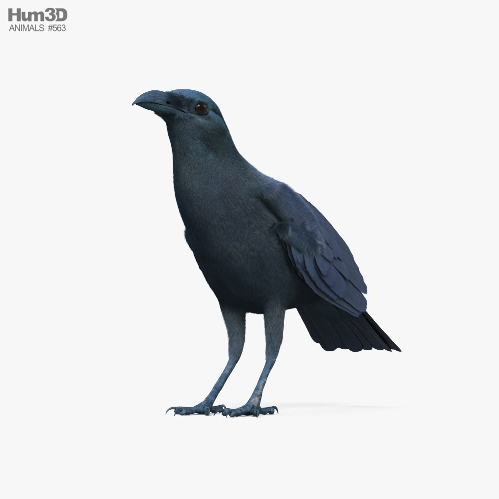 Crow 3d model