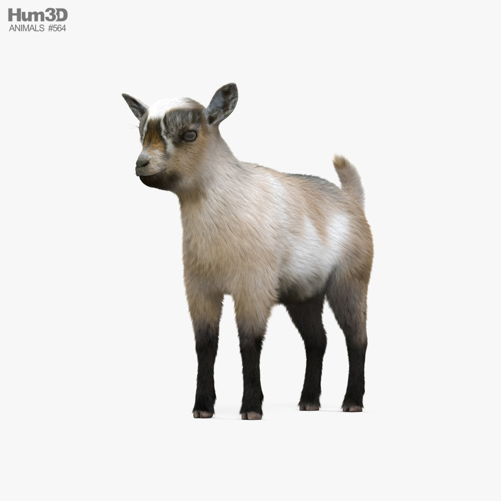Goat Baby 3D model