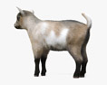 Goat Baby 3d model