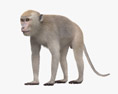 Macaco cinomolgo Modello 3D