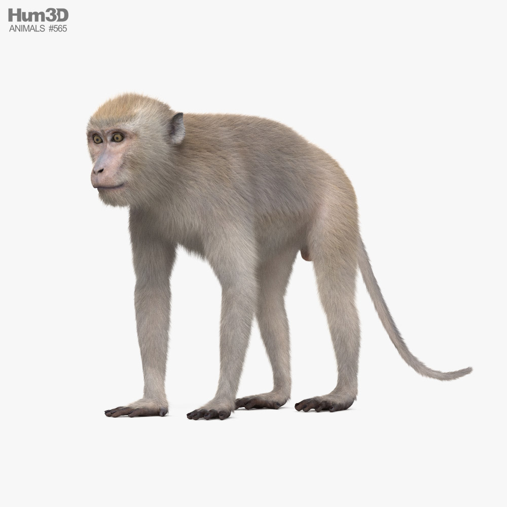 Macaque crabier Modèle 3D