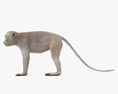 Macaco cinomolgo Modello 3D