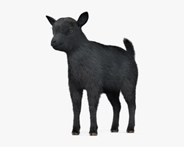 Black Goat Baby 3D model