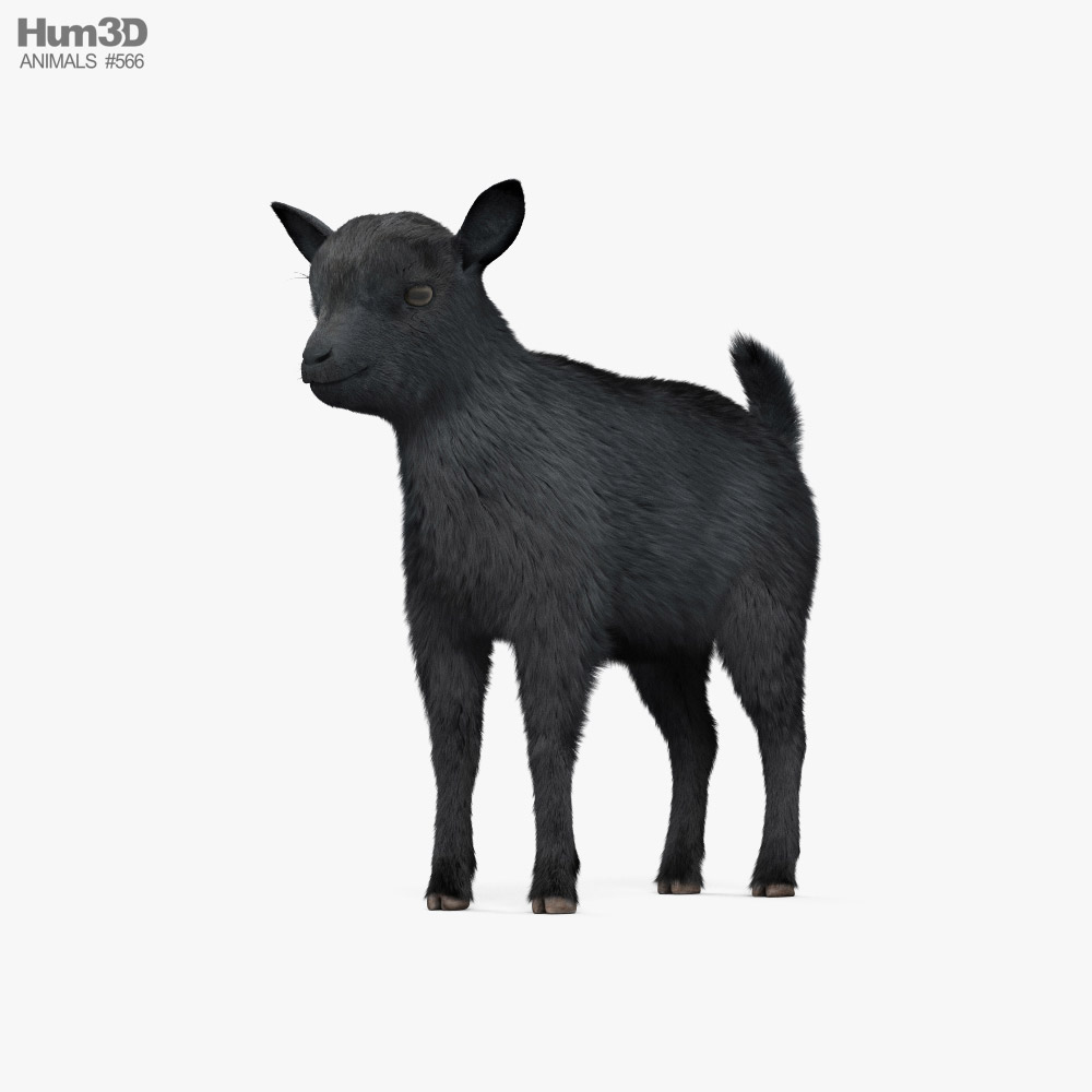 Bébé chèvre noire Modèle 3D