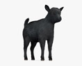 Black Goat Baby 3d model