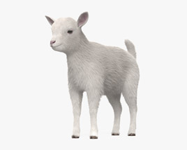 White Goat Baby 3D model