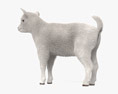 Bébé chèvre blanc Modèle 3d