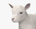 Bebé cabra branca Modelo 3d