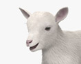 White Goat Baby 3d model
