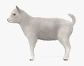 Bambino capra bianca Modello 3D