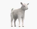 White Goat Baby 3d model