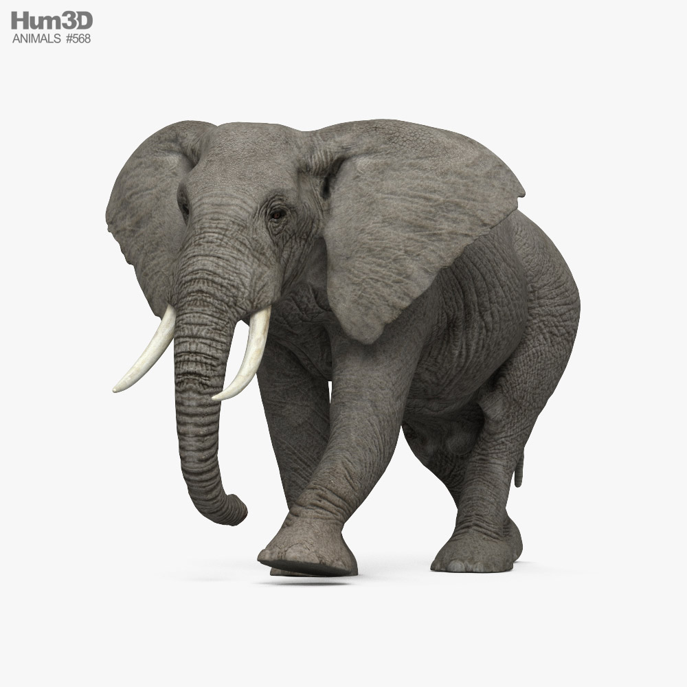 Walking African Elephant 3D model