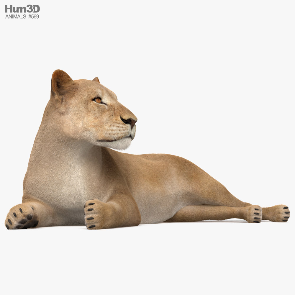 Lying Lioness 3D model