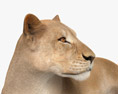 躺着的母狮 3D模型