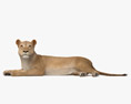 Лежащая львица 3D модель