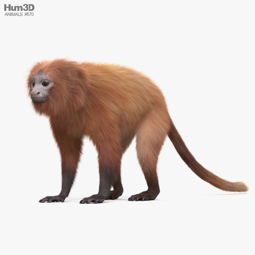Tamarin-lion doré Modèle 3D