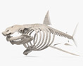 Shark Skeleton 3D 모델 