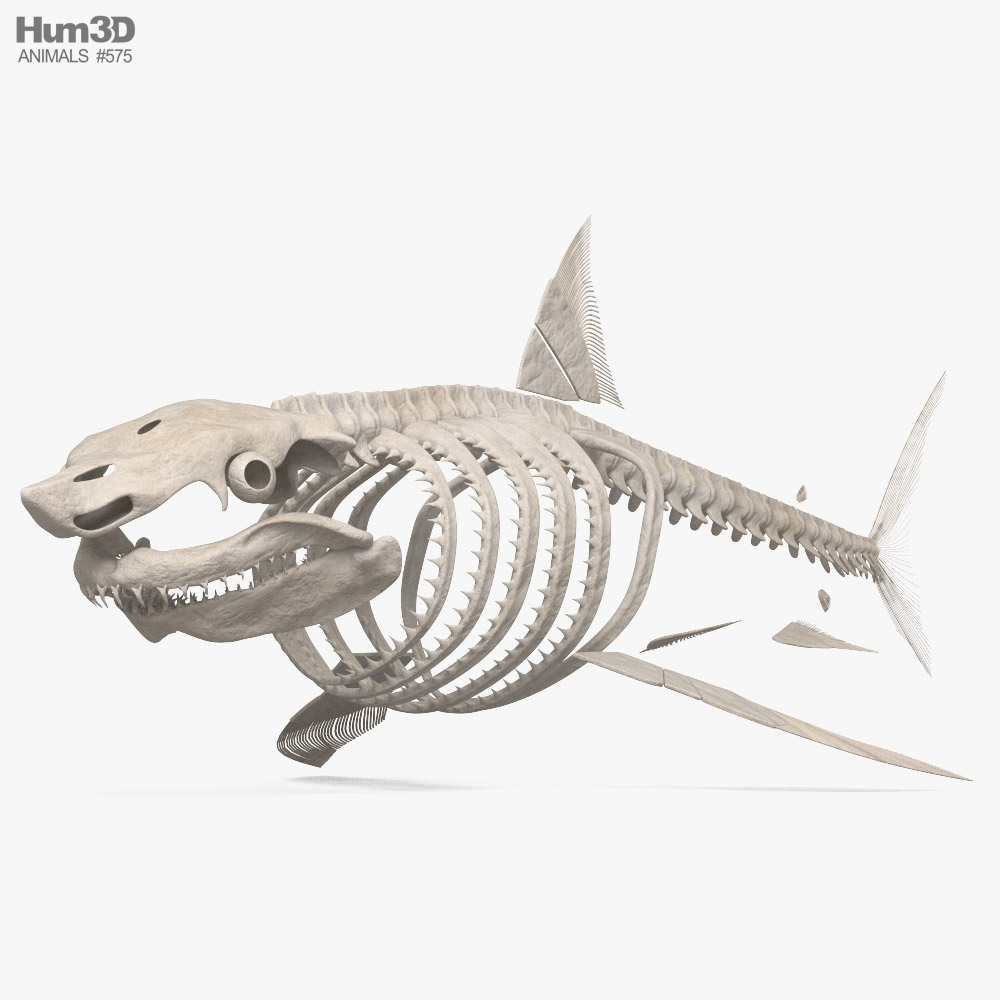 Shark Skeleton 3D model