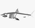 Shark Skeleton 3d model